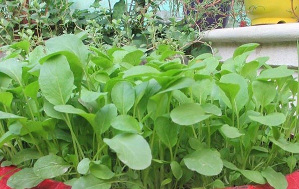 Lưu bản nháp tự động