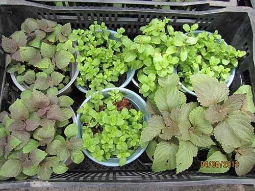 Lưu bản nháp tự động