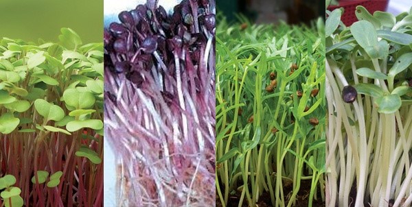 Lưu bản nháp tự động