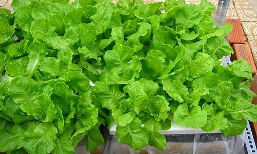 Lưu bản nháp tự động